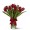 Royal Red Tulips